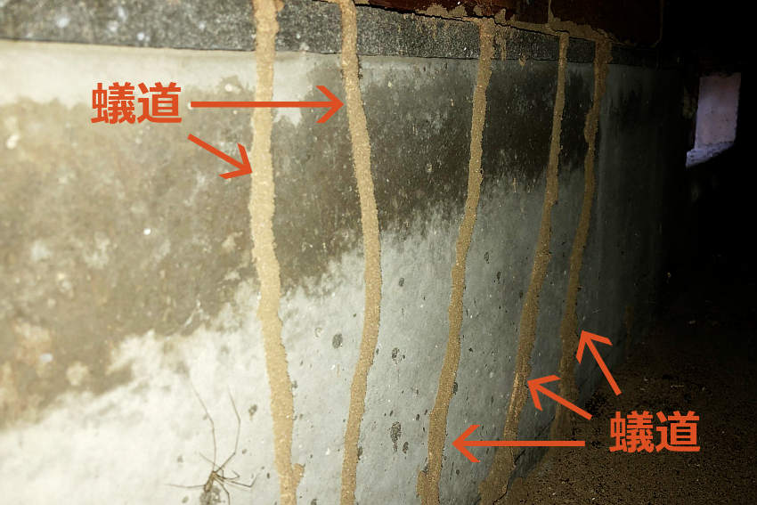 シロアリの蟻道